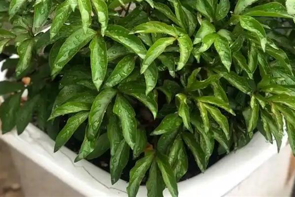 怎么给芍药施肥,春天萌芽后就需要及时追肥