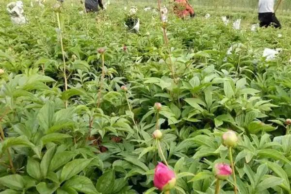 怎么给芍药施肥,春天萌芽后就需要及时追肥