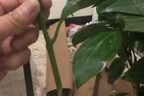 平安树怎么繁殖，常用播种和扦插这两种方式