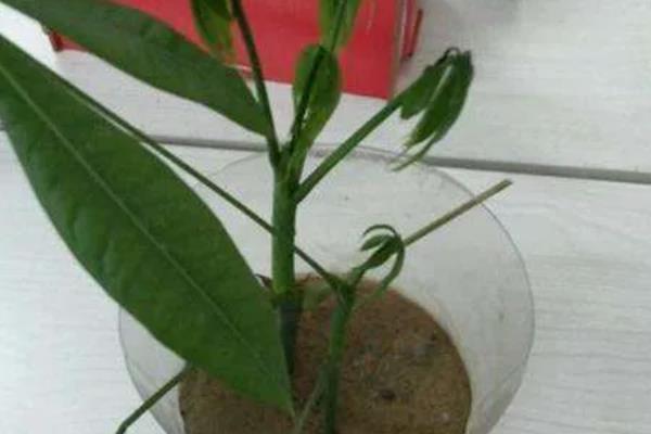 平安树怎么繁殖，常用播种和扦插这两种方式
