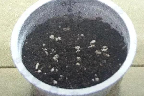 平安树怎么繁殖，常用播种和扦插这两种方式