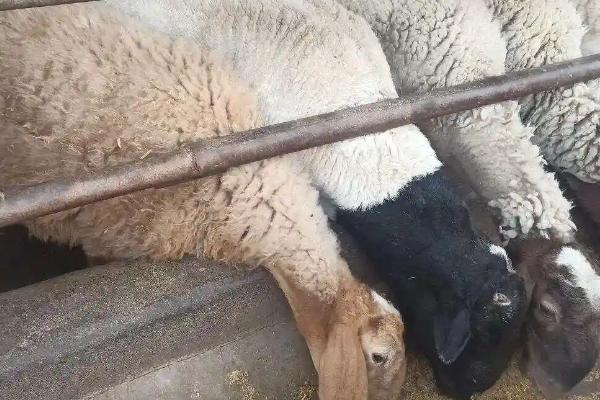 小苏打能不能饲喂怀孕母羊，饲喂后能起到促进消化和吸收等作用