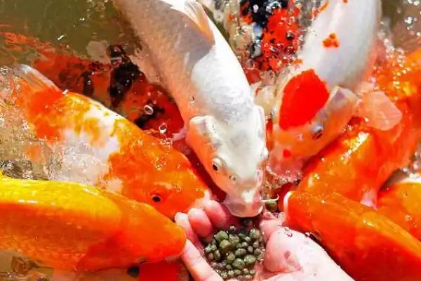 新买回来的锦鲤几天后开始喂食，三天后就可以开始喂食