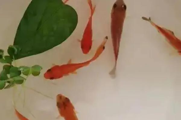 新买回来的锦鲤几天后开始喂食，三天后就可以开始喂食