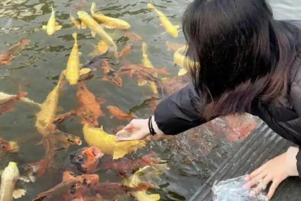 新买回来的锦鲤几天后开始喂食，三天后就可以开始喂食