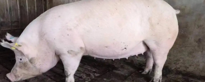 母猪怀孕后喂哪些饲料，饲喂青粗饲料可促进胎儿发育