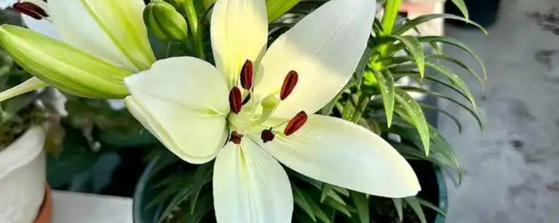 百合花花后如何养护，需减少浇水
