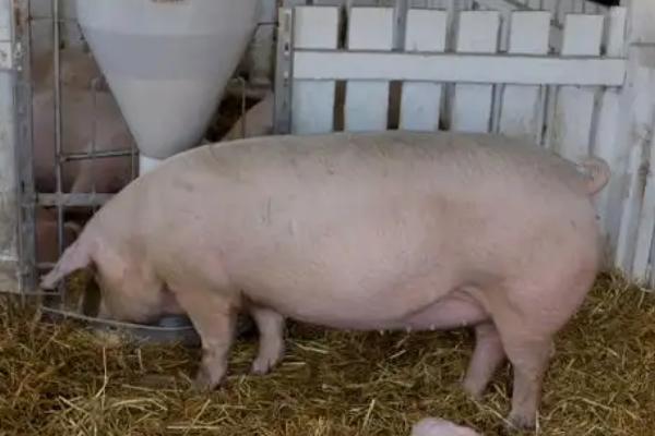 母猪怀孕后喂哪些饲料，饲喂青粗饲料可促进胎儿发育