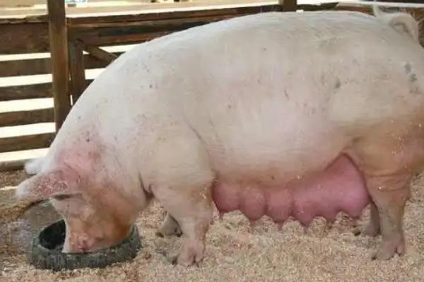 母猪怀孕后喂哪些饲料，饲喂青粗饲料可促进胎儿发育