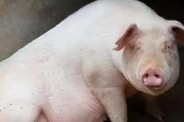 母猪怀孕后喂哪些饲料，饲喂青粗饲料可促进胎儿发育