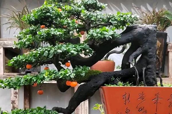 冬天怎么养金弹子生桩，放置在能照射到阳光的地方