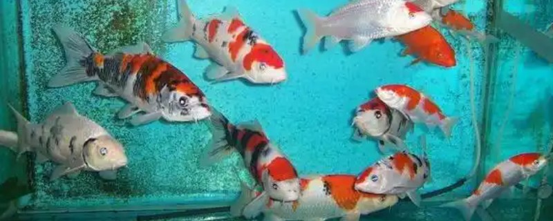 新买回来的锦鲤几天后开始喂食，三天后就可以开始喂食