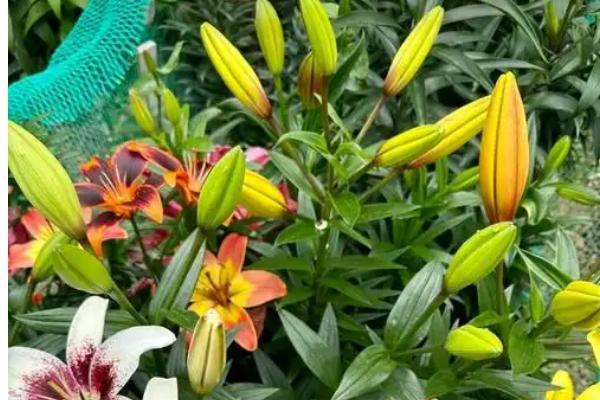 百合花花后如何养护，需减少浇水
