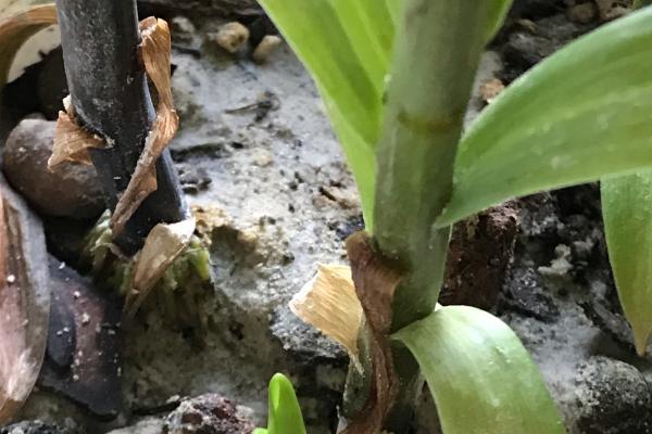 百合花花后如何养护，需减少浇水