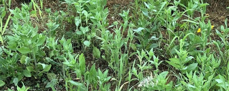 甘草怎么繁殖，以播种、分株、根茎繁殖为主