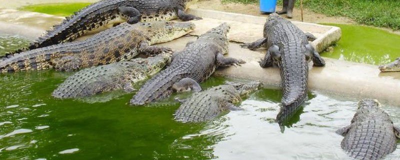 怎么申请养殖鳄鱼的证件，准备申请表等资料后向工商局申请办理工商营业执照