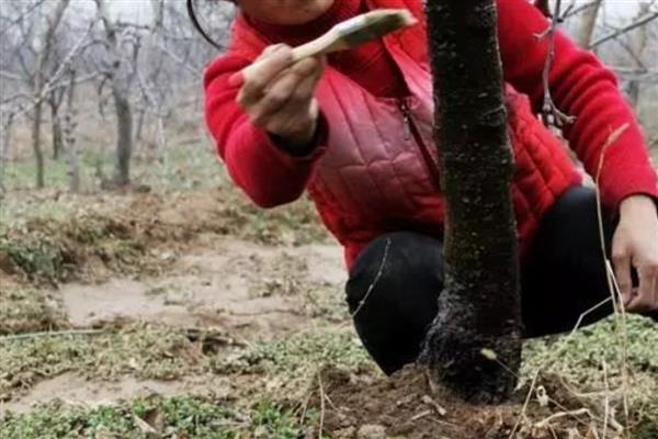 怎么防止羊吃树上的叶子，可喷洒丙溴磷