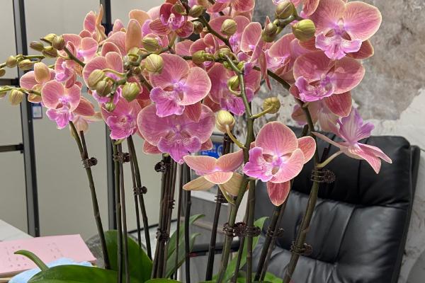 为什么蝴蝶兰的颜色会变成浅色，可能是光线过弱所致