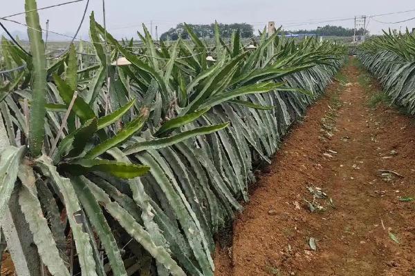 火龙果的越冬方法，覆盖稻草或薄膜可以起到保温作用