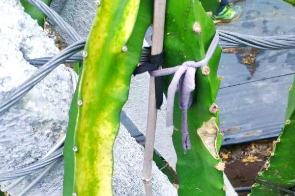 火龙果的越冬方法，覆盖稻草或薄膜可以起到保温作用