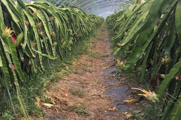 火龙果的越冬方法，覆盖稻草或薄膜可以起到保温作用