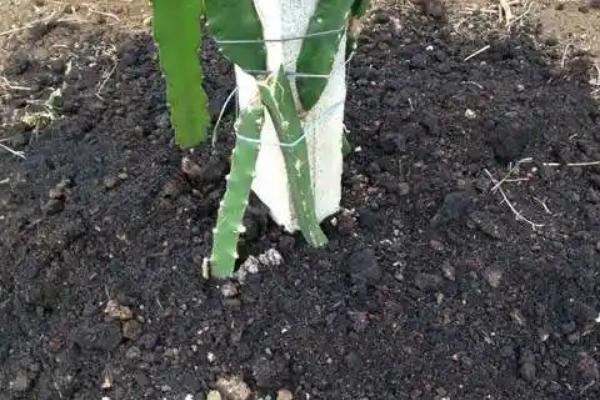 火龙果的越冬方法，覆盖稻草或薄膜可以起到保温作用