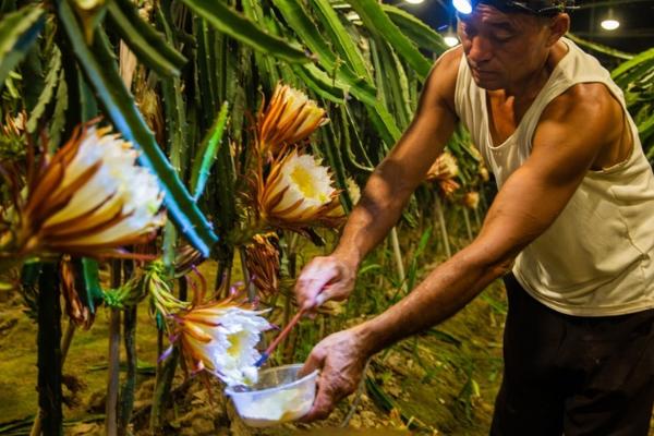 火龙果的越冬方法，覆盖稻草或薄膜可以起到保温作用