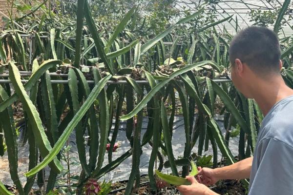 火龙果的越冬方法，覆盖稻草或薄膜可以起到保温作用