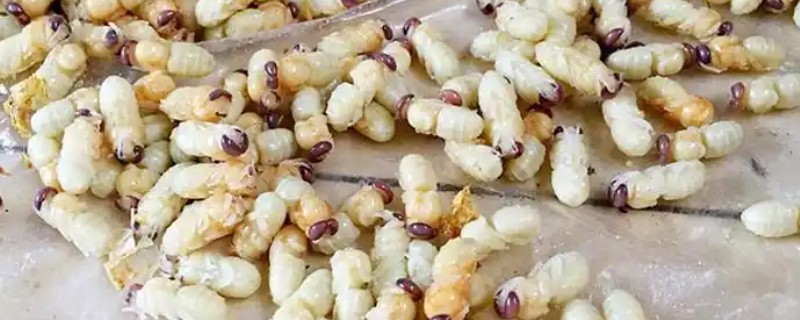 雄蜂蛹的价格，一斤需要120-200元左右