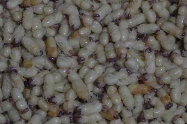 雄蜂蛹的价格，一斤需要120-200元左右
