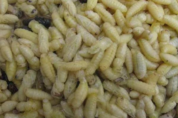 雄蜂蛹的价格，一斤需要120-200元左右