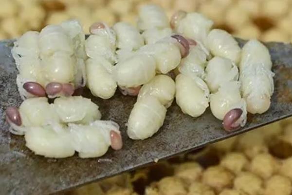 雄蜂蛹的价格，一斤需要120-200元左右