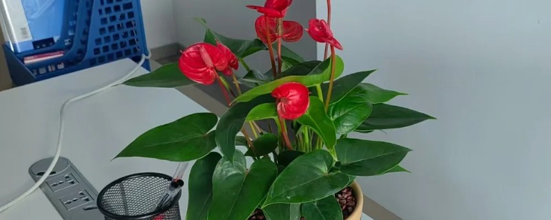 红掌幼苗的养殖方法，早晨和傍晚让它接受直射光