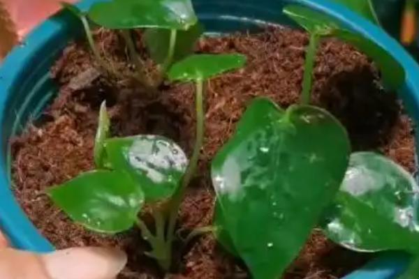 红掌幼苗的养殖方法,早晨和傍晚让它接受直射光