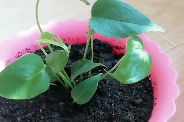 红掌幼苗的养殖方法,早晨和傍晚让它接受直射光