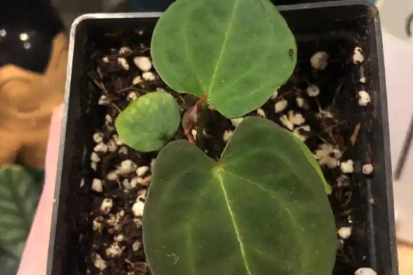 红掌幼苗的养殖方法,早晨和傍晚让它接受直射光