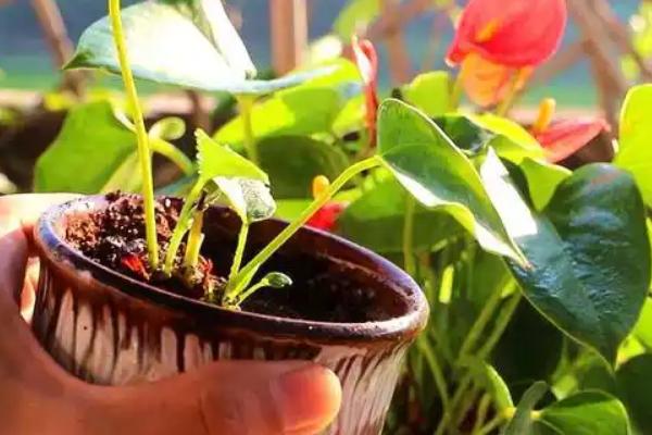 红掌幼苗的养殖方法,早晨和傍晚让它接受直射光