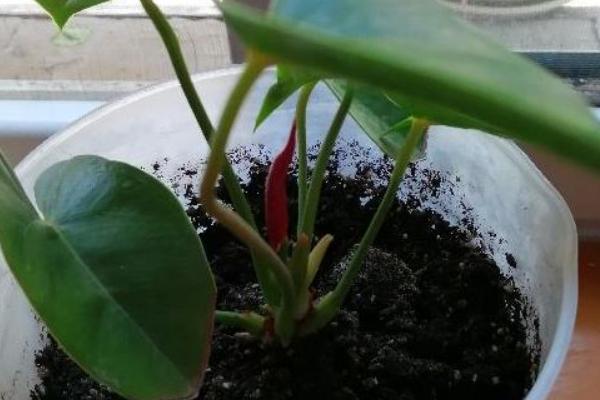 红掌幼苗的养殖方法,早晨和傍晚让它接受直射光