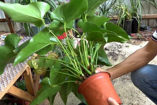 红掌幼苗的养殖方法,早晨和傍晚让它接受直射光