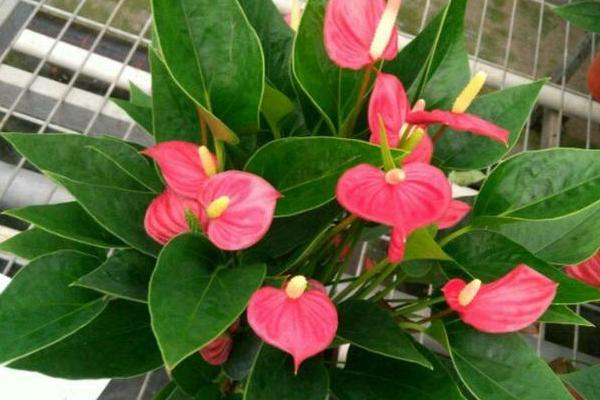 红掌幼苗的养殖方法,早晨和傍晚让它接受直射光