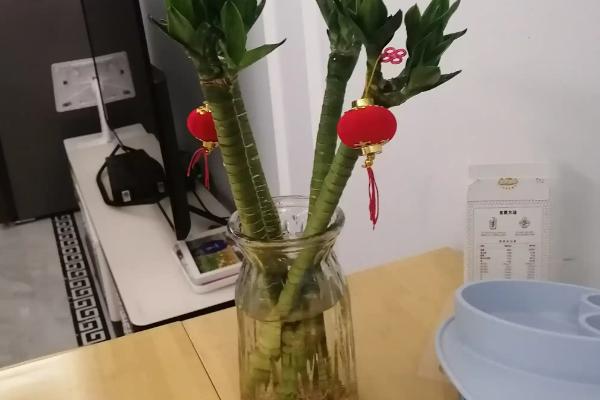 龙竹杆变黄如何处理，因水质过差所致要为它换水
