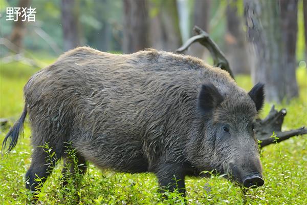 疣猪和野猪有什么区别，外形和食性均不同