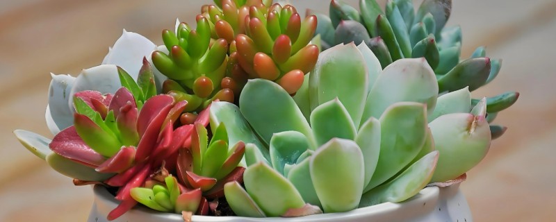 多肉植物该怎么浇水，春夏秋季节在傍晚或下午凉爽时浇水