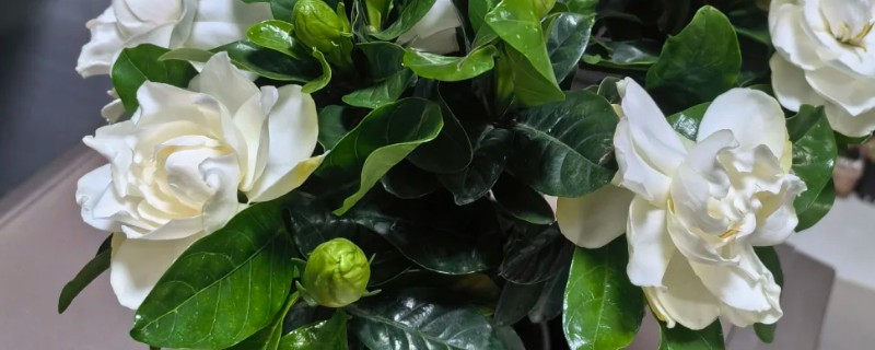 栀子花的新芽尖发黑原因，可能是浇水不当、温度不适、过度施肥引起