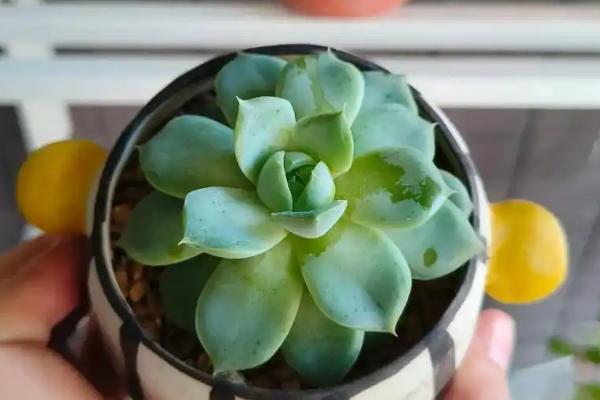 多肉植物该怎么浇水，春夏秋季节在傍晚或下午凉爽时浇水