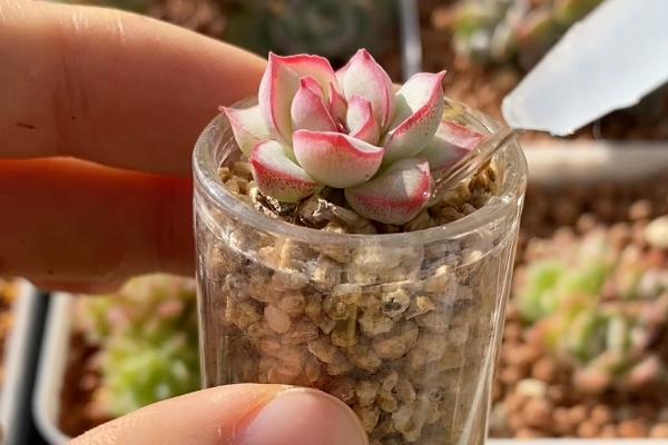 多肉植物该怎么浇水，春夏秋季节在傍晚或下午凉爽时浇水