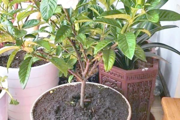 栀子花的新芽尖发黑原因，可能是浇水不当、温度不适、过度施肥引起