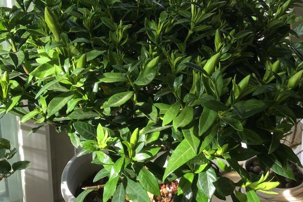 栀子花的新芽尖发黑原因，可能是浇水不当、温度不适、过度施肥引起
