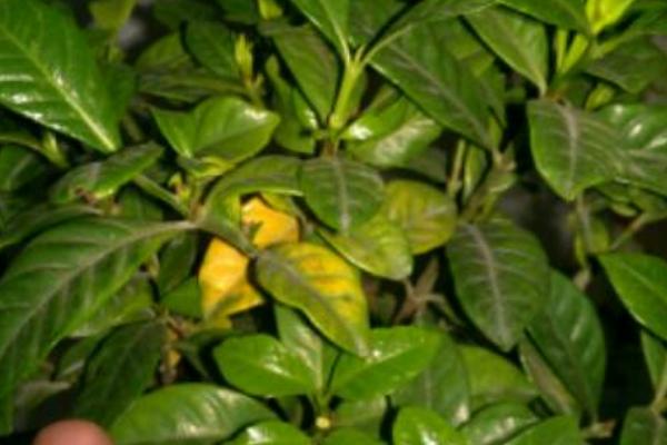 栀子花的新芽尖发黑原因，可能是浇水不当、温度不适、过度施肥引起