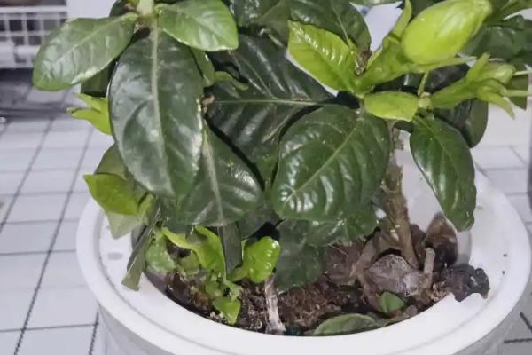 栀子花的新芽尖发黑原因，可能是浇水不当、温度不适、过度施肥引起